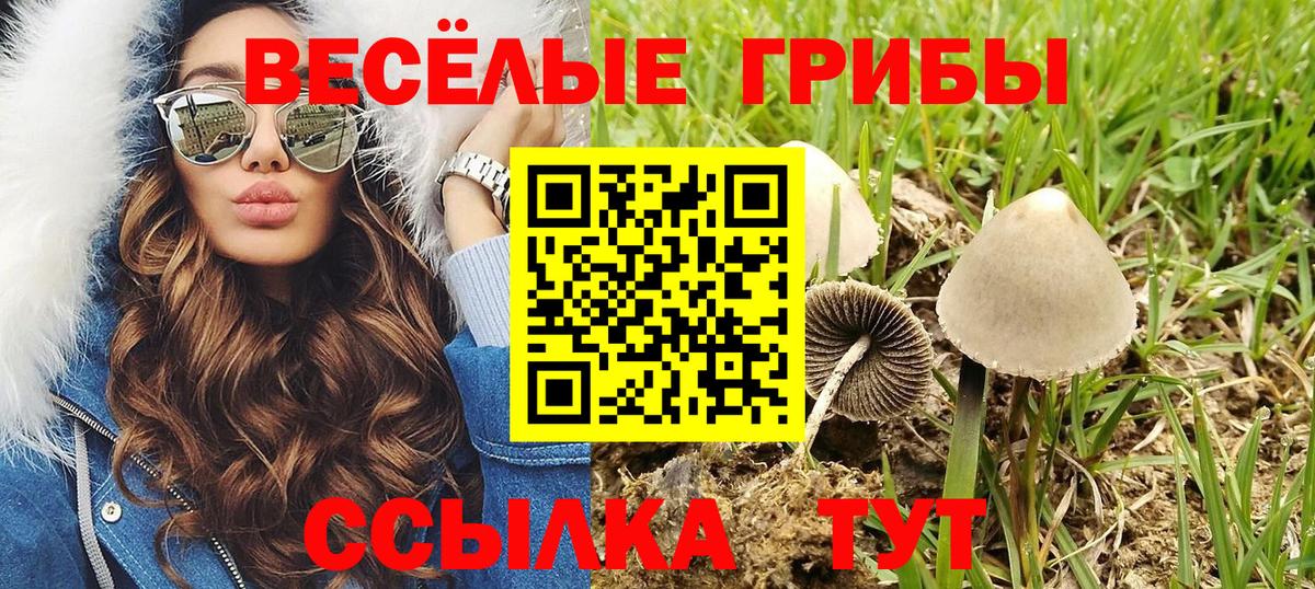 Галлюциногенные грибы Psilocybe Архангельск